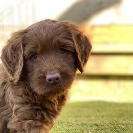 Australian Labradoodle Puppies from Cascade Canyon Labradoodles