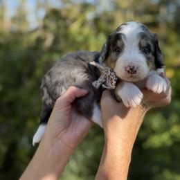Louisa - UNFURNISHED - Blue merle female Bernedoodle puppy in Bellville, Ohio from Bernedoodle Buddies