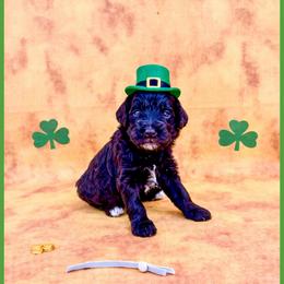 Slate - Brown male Bernedoodle puppy in Lake City, Florida from 224 Doodles and Poodles