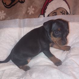 Boy 1 - male Miniature Pinscher puppy in Cincinnati, Ohio from ALL AMERICAN K9 LLC