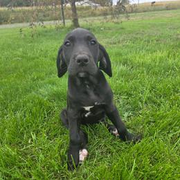 Ace - Black female Great Dane puppy in Arpin, Wisconsin from Arpin Great Danes