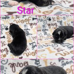 Star - Black & white female Australian Shepherd puppy in Squaw Valley, California from A&M Australian Shepherds