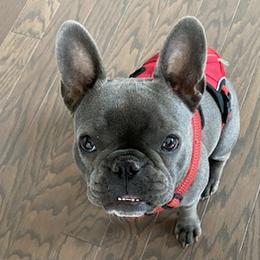 French Bulldogs from Ashley's French Bulldogs