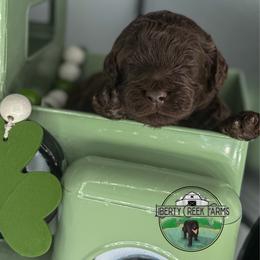 Katniss - Chocolate female Goldendoodle puppy in Ocoee, Tennessee from Liberty Creek Farms