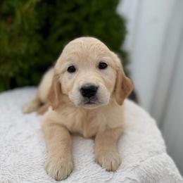 Silver Collar Girl - Golden female Golden Retriever puppy in Salt Lake City, Utah from Deseret Peak Goldens