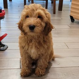 Domino - Goldendoodle puppy from Adonai's Creation Doodles
