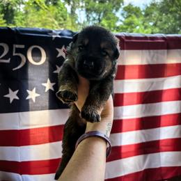 Elvis - Sable male German Shepherd puppy in Knowlton Township, New Jersey from Augenblick Kennels