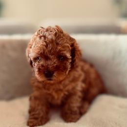 Chai - Red female Maltipoo puppy in San Diego, California from Maltipoos SD