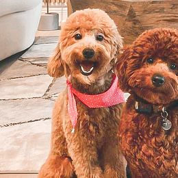 Goldendoodles from Mini Doodles