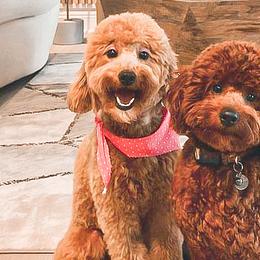 Goldendoodles from Mini Doodles