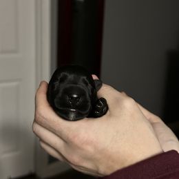 Girl 1 - Black female Scottish Terrier puppy in Puyallup, Washington from Rainier Scotties