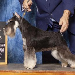 Miniature Schnauzers from Rainier Miniature Schnauzers