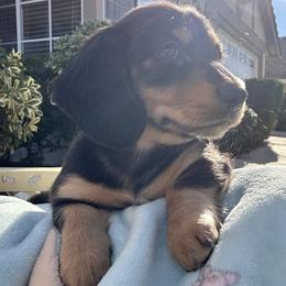 Dachshund puppies from DeLorenzo Dachshunds