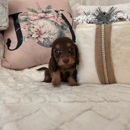 Missy - Chocolate and tan female Dachshund puppy in Clovis, California from DoxiRose