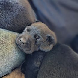 Boy 1 - Black Labrador Retriever puppy in Helena, Montana from Whistling Wings Retrievers, LLC.