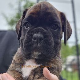 Boxer Puppies from WildRiver Boxers