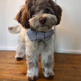 Banks - Chocolate male Cavapoo puppy in West Haven, Utah from Harper Haven Cavapoos & Doodles