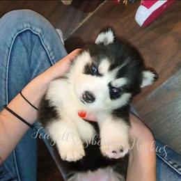 Calypso - Sable and white female Siberian Husky puppy in Richland, Mississippi from Feazell’s Siberian Huskies
