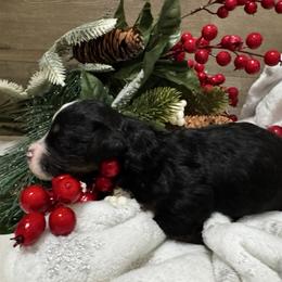 Sia - Tri-color female Bernedoodle puppy in Gilbert, Arizona from The Berne Barn... it’s a Doodle thing!