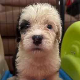 Black - Gray and white male Old English Sheepdog puppy in Iowa from Midwest Puppy Paws