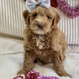 Goldendoodle Puppies from Gilbert Az Doodles