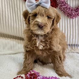 Goldendoodle Puppies from Gilbert Az Doodles