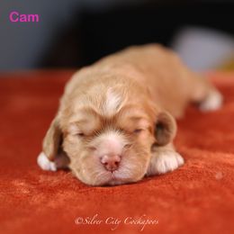 Cam - Red female Cockapoo puppy in Canastota, New York from Silver City Cockapoos