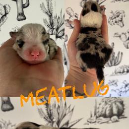 Meatlug - Blue merle female Border Collie puppy in Sanger, California from Flying M Cactus Ranch Buddies
