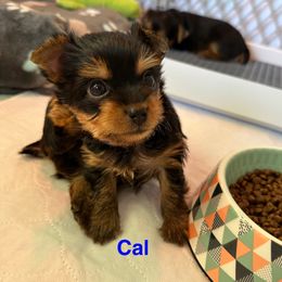 Cal - Black and tan male Yorkshire Terrier puppy in Ashland, Kentucky from Yorkie Paw