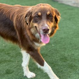 Desi - Red tri-color Australian Shepherd puppy in Ramona, California from Blue Moon Aussies