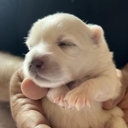 Opal - White female Japanese Spitz puppy in Pickerington, Ohio from Mika Japanese Spitz