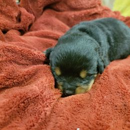 Rottweiler Puppies from Hauser's Kennel