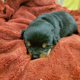 Rottweiler Puppies from Hauser's Kennel