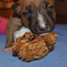 Miniature Bull Terrier Puppies from Rossi River Minibulls