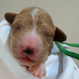 Green Collar - Apricot male Goldendoodle puppy in Cape Coral, Florida from Nay Nays Mini Doodles