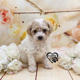 Poodle Puppies from Cuddles n Curls
