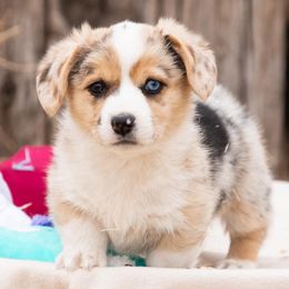 American Corgis from KC’s Corgis