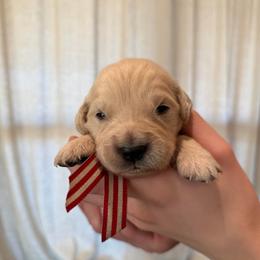 Male puppy pick 3 - Light golden male Golden Retriever puppy in Colville, Washington from Columbia Ridge Goldens