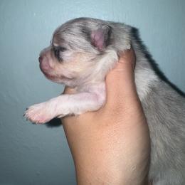 Honey - Blue merle female Pomeranian puppy in Fredericksburg, Virginia from Designer Dog Society