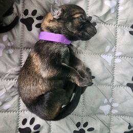 Purple - Sable female German Shepherd puppy in Harwood, Maryland from Reddington Shepherds