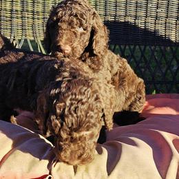 Goldendoodle Puppies from Gallimore Doodles