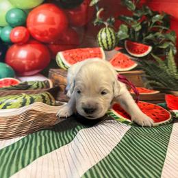 Girl 1 (Leica) (pink collar) - Golden female Golden Retriever puppy in Hubbard, Ohio from Whickering Pines Golden Retrievers