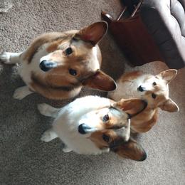 Pembroke Welsh Corgi All Grown Up from Kathy Ulrichs Pembroke Welsh Corgi
