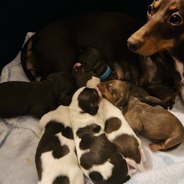 Dachshund Puppies from Willow’s Legacy