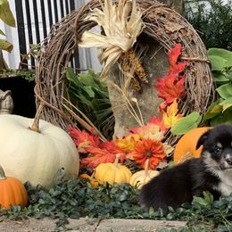 Pembroke Welsh Corgi Puppies from A&A’s Adorable Corgis
