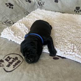 Golden Retriever and Labrador Retriever Puppies from The Golden Leash Kennels