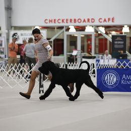 Giant Schnauzer All Grown Up from Preston Schnauzers