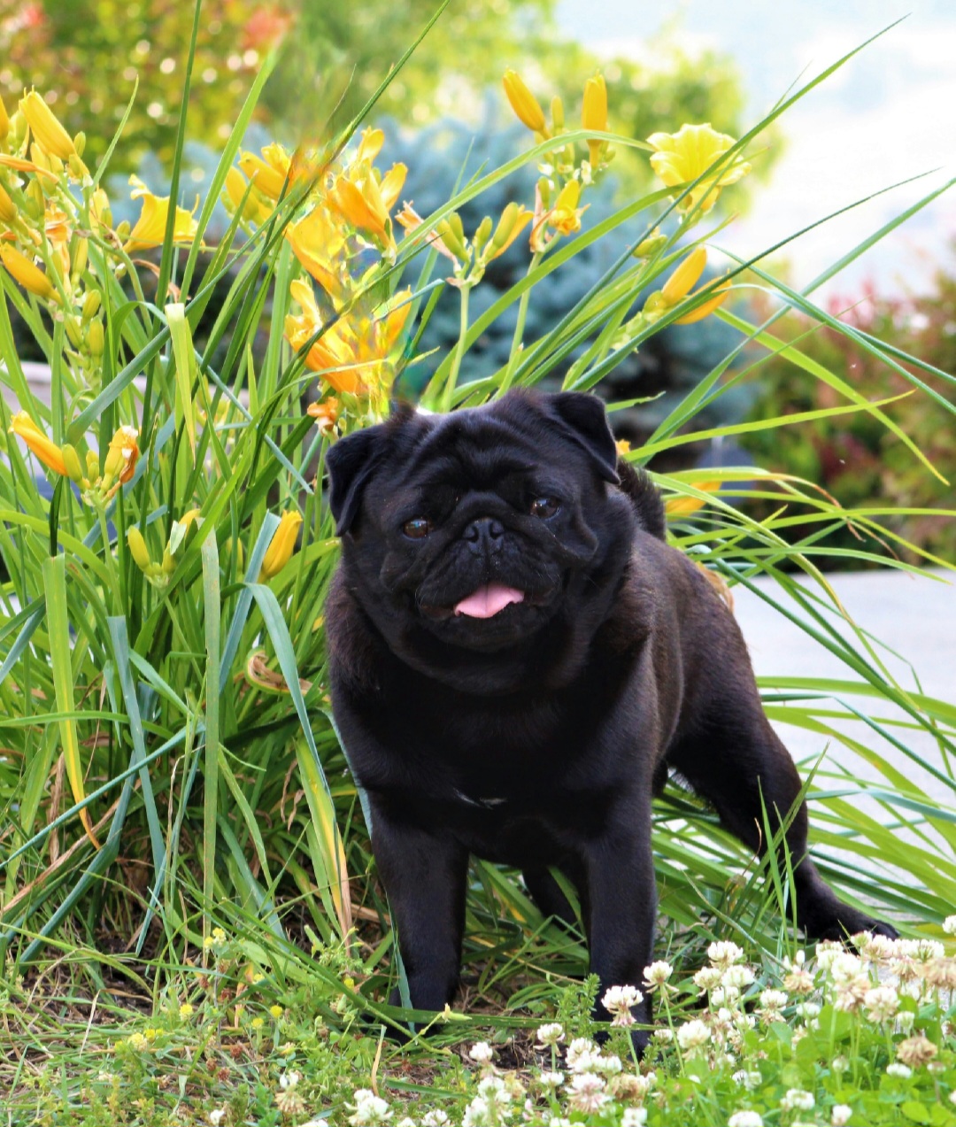 Jax - Pug
