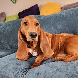 Emmy - Basset Hound