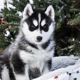Siberian Husky Puppies from Gallipoli Pine Siberians